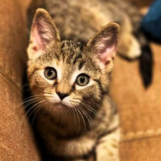 A cute cat at Animal Care Services Cat on chair, looking into camera