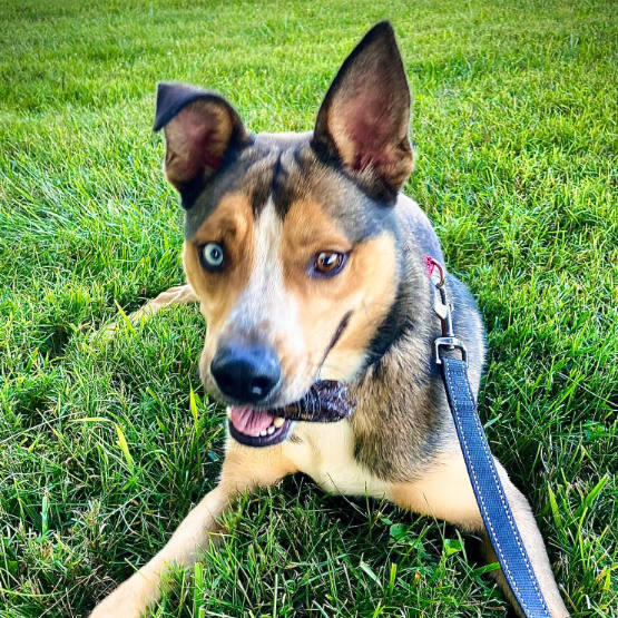 a young dog on leash, chewing a bone